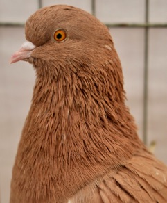 DSC_0019.jpg