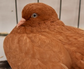 DSC_0020.jpg