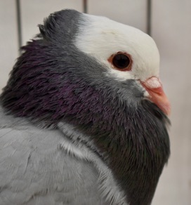 DSC_0022.jpg