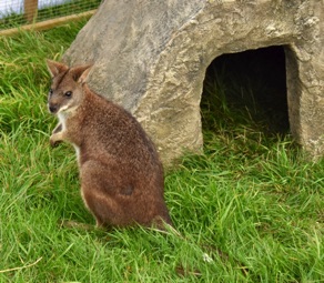 DSC_0078.jpg