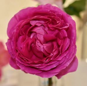 DSC_0204.jpg