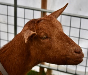 DSC_0677.jpg