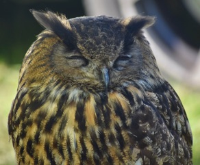 DSC_0855.jpg
